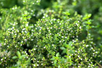 Thyme and oregano herbs, herb garden