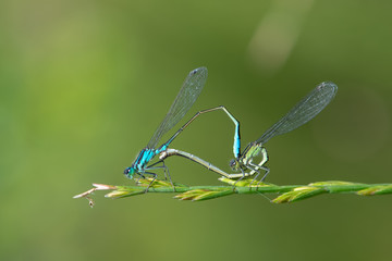 dragonfly on leaf