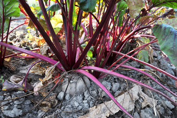 Table beet in the open ground