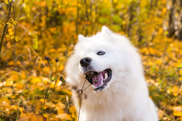 Portrait of white Samoyed dog on a background of autumn foliage