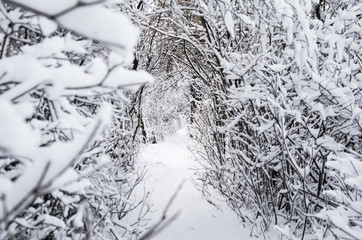 tunnel, trail in the winter forest, trees covered in snow, selective focus. Christmas Holidays Background