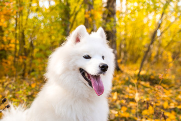 Portrait of white Samoyed dog on a background of autumn foliage