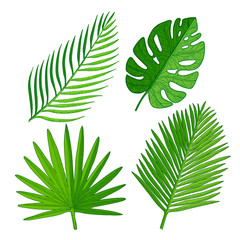 Palm leaves set