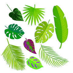 Collection of palm tree leaves