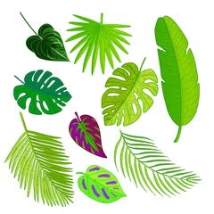 Glasschilderij Tropische bladeren Verzameling van palmbladeren