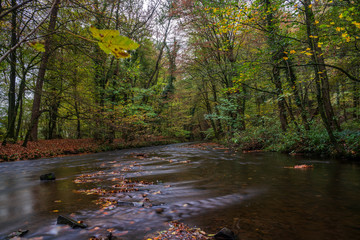 Obraz premium autumn in the park