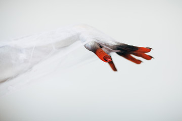 Creepy Halloween monster witch hand with white, red and black make up and long creepy fingernails...