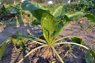 In the soil grows beet fodder