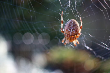 Spider waiting for its victims - Halloween concept