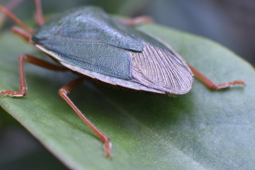 fly on leaf