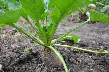 In the soil grows beet fodder