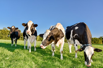 Vier schöne Milchkühe auf der Weide im warmen Nachmittagslicht der tiefstehenden Sonne