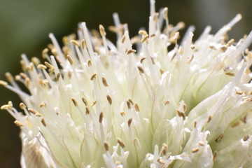 Fototapeta premium closeup of white flower