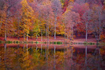 lake with colorful trees