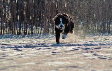 Hund auf Sylt Winter laufen