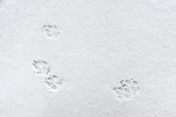 Cat paw prints in the snow.