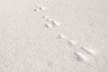 Hare tracks in snow
