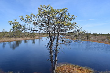 Obraz premium Swamps and wildlife.