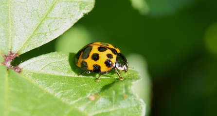 Ladybug