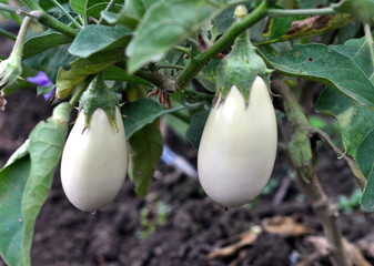 In the soil, white eggplant grows