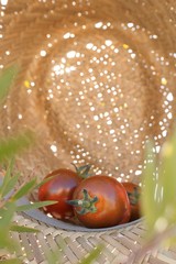 Tomatoes in straw hay with backlight