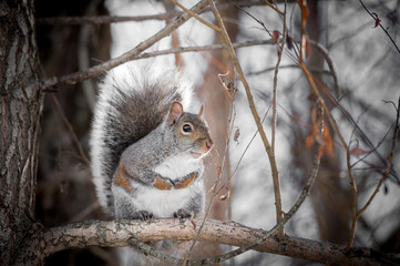 Grey Squirrel Perched on a Willow Branch in Winter