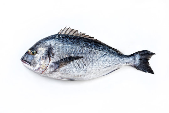 Fresh saltwater gilthead seabream as top view on white background with copy space &ndash; isolated