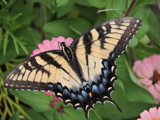 Butterflies
