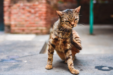 the street homeless tobby cat scratching himself in the yard of the monastery