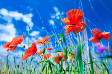 Fototapeta premium Kwiaty czerwonych maków w zielonej trawie na łące. Błękitne niebo z chmurami cumulus. Magiczne lato w małym zagłębiu polnego krajobrazu. Temat koncepcyjny: Natura. Klimat. Ekologia.