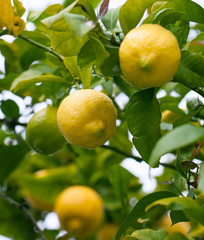 Ripe lemons hanging on a tree
