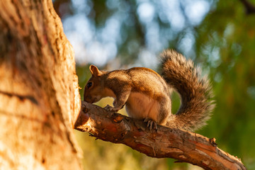 squirrel on tree in the park