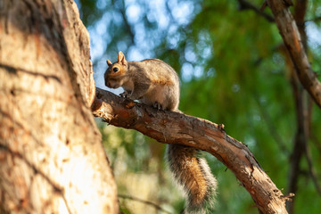 Naklejka na ściany i meble squirrel on tree in the park