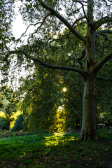 sun shining in the park