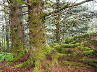 Focus Stacked Image of Moss Covered Spruce Trees in Kodiak, Alaska