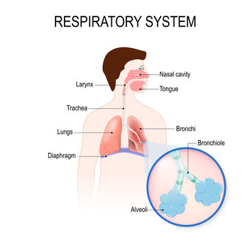 respiratory system. human anatomy.