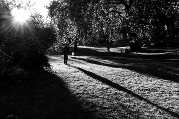 shadows in park