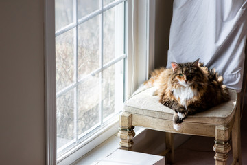 Big Large Maine coon calico cat resting, crossing paws on chair indoors inside house comfortable, breed neck mane or ruff by window © Kristina Blokhin
