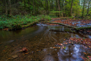 autumn in the forest