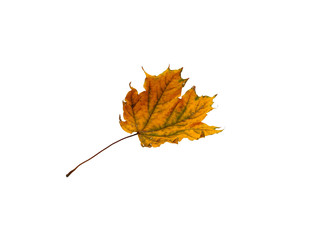 Falling colorful, autumnal maple leaf on a white background.