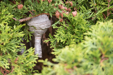 Wasp Nest
