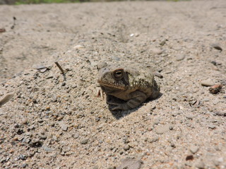 toad bufo bufo