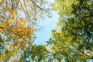 Autumn yellow and green tree chestnut on the background of the sky. View top.
