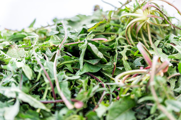 Fototapeta premium Macro closeup of many cooking raw chicory leaf mix with green arugula or dandelion hairy greens, detail and texture