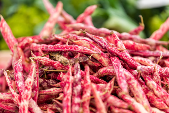 Macro closeup of many red or pink shelled cranberry whole beans in shells in farmer's market or Italian street food stall in Rome, Italy