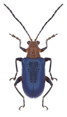 Beetle Lema praeusta on a white background