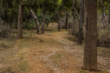 soft focus autumn seasonal weather in tropic dry forest outdoor park nature scenery local landscape with foreshortening on tree