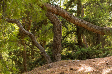 soft focus autumn seasonal weather in tropic dry forest outdoor park nature scenery local landscape with foreshortening on tree