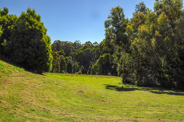  Great Otway National Park. Otway fly tree top walk.