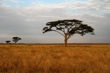 Fototapeta na wymiar Acacia trees and the African Savannah